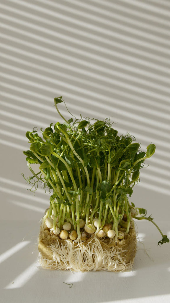 A Conversation with Nicole Harris CCWFN, NTP Tiny Greens Farm®
