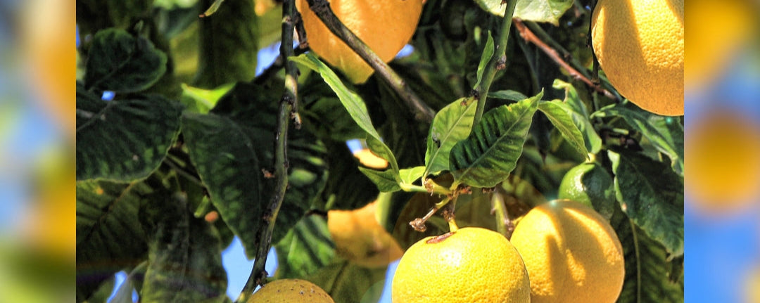 Citrus & Refreshing