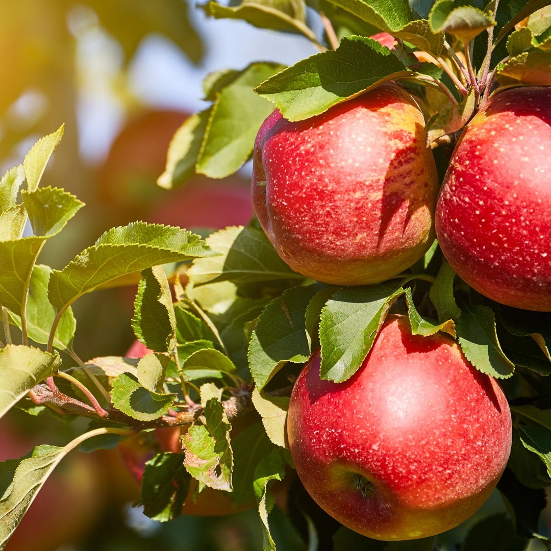 Orchard Candle